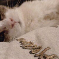 visites de chats à domicile sur Soisy-sous-Montmorency, Eaubonne, Enghien-les-Bains, Margency et Andilly 27
