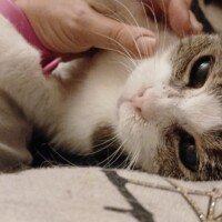 visites de chats à domicile sur Soisy-sous-Montmorency, Eaubonne, Enghien-les-Bains, Margency et Andilly 26
