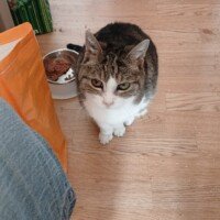 visites de chats à domicile sur Soisy-sous-Montmorency, Eaubonne, Enghien-les-Bains, Margency et Andilly 25