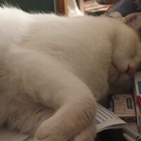 visites de chats à domicile sur Soisy-sous-Montmorency, Eaubonne, Enghien-les-Bains, Margency et Andilly 33