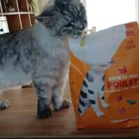 visites de chats à domicile sur Soisy-sous-Montmorency, Eaubonne, Enghien-les-Bains 52