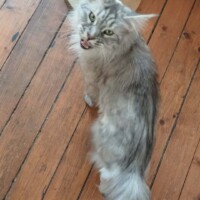 visites de chats à domicile sur Soisy-sous-Montmorency, Eaubonne, Enghien-les-Bains 53