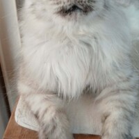 visites de chats à domicile sur Soisy-sous-Montmorency, Eaubonne, Enghien-les-Bains 54