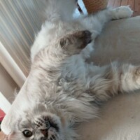 visites de chats à domicile sur Soisy-sous-Montmorency, Eaubonne, Enghien-les-Bains 55