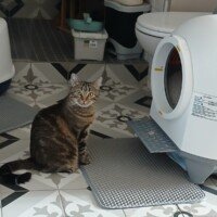 visites de chats à domicile sur Soisy-sous-Montmorency, Eaubonne, Enghien-les-Bains, Margency et Andilly 24
