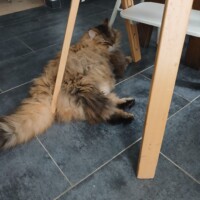 visites de chats à domicile sur Soisy-sous-Montmorency, Eaubonne, Enghien-les-Bains 62