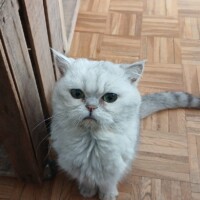 visites de chats à domicile sur Soisy-sous-Montmorency, Eaubonne, Enghien-les-Bains 63