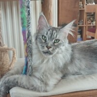 visites de chats à domicile sur Soisy-sous-Montmorency, Eaubonne, Enghien-les-Bains 65