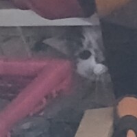 visites de chats à domicile sur Soisy-sous-Montmorency, Eaubonne, Enghien-les-Bains 66