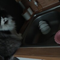 visites de chats à domicile sur Soisy-sous-Montmorency, Eaubonne, Enghien-les-Bains 45