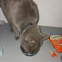 visites de chats à domicile sur Soisy-sous-Montmorency, Eaubonne, Enghien-les-Bains, Margency et Andilly 16