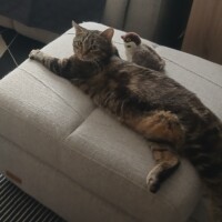visites de chats à domicile sur Soisy-sous-Montmorency, Eaubonne, Enghien-les-Bains 75