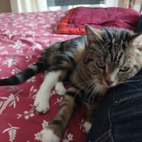 visites de chats à domicile sur Soisy-sous-Montmorency, Eaubonne, Enghien-les-Bains 73
