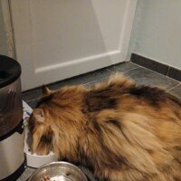 visites de chats à domicile sur Soisy-sous-Montmorency, Eaubonne, Enghien-les-Bains, Margency et Andilly 13