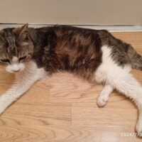 visites de chats à domicile sur Soisy-sous-Montmorency, Eaubonne, Enghien-les-Bains 66 2879346983