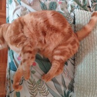 visites de chats à domicile sur Soisy-sous-Montmorency, Eaubonne, Enghien-les-Bains 306 chat garde soisy