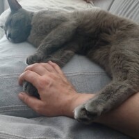 visites de chats à domicile sur Soisy-sous-Montmorency, Eaubonne, Enghien-les-Bains 67